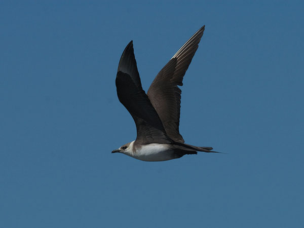 Merikihu, Parasitic Jaeger, Stercorarius parasiticus